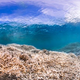 Illustration for article titled Your Sunscreen is Killing Earth's Coral Reefs